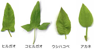 葉の形のサンプル画像
