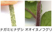 茎のサンプル画像