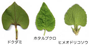 葉の形のサンプル画像