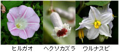 花の形のサンプル画像