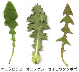 葉の形のサンプル画像