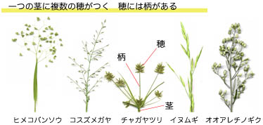 花の形のサンプル画像