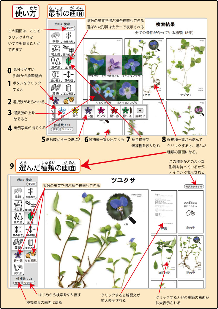 千葉県立中央博物館−校庭の野草・雑草を調べよう−